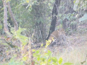 Panther1