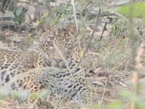 Panther10