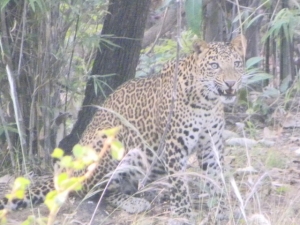 Panther2
