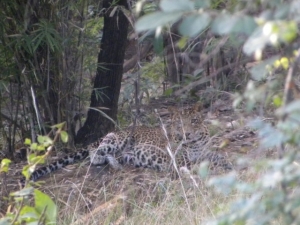 Panther3