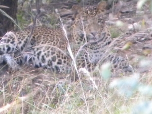 Panther4