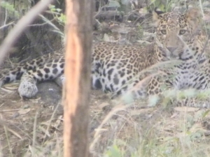 Panther5