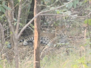 Panther6