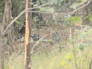 Panther7