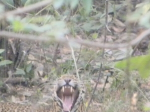 Panther9